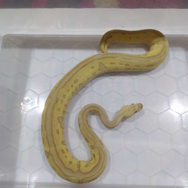 Ball Python Pastel Lesser Clown Het DG