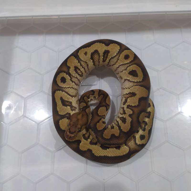 Ball Python YB Clown Het DG