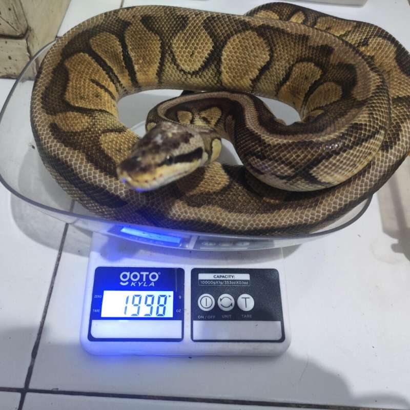 Super Pastel Female Prooven