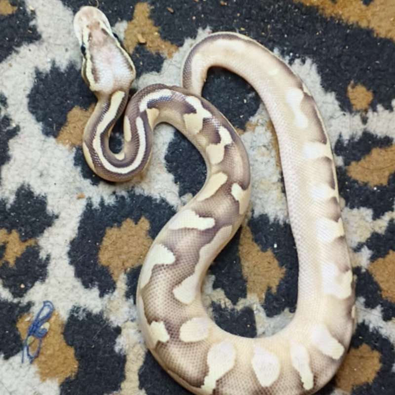 Butter calico pastel (GHI)