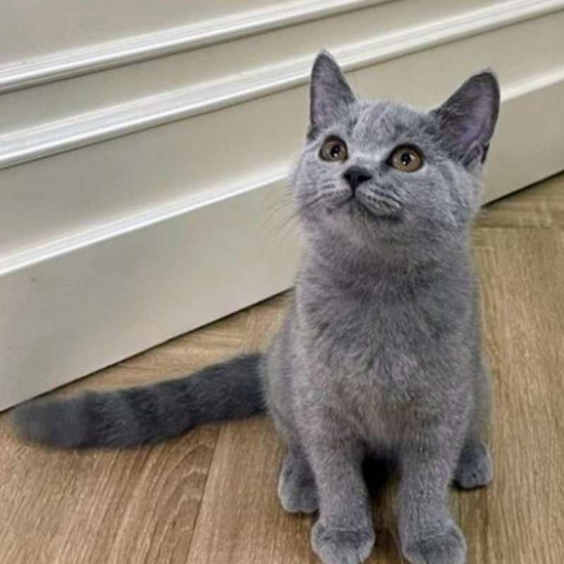 Kucing kitten British shorthair Bluesolid Betina Pure