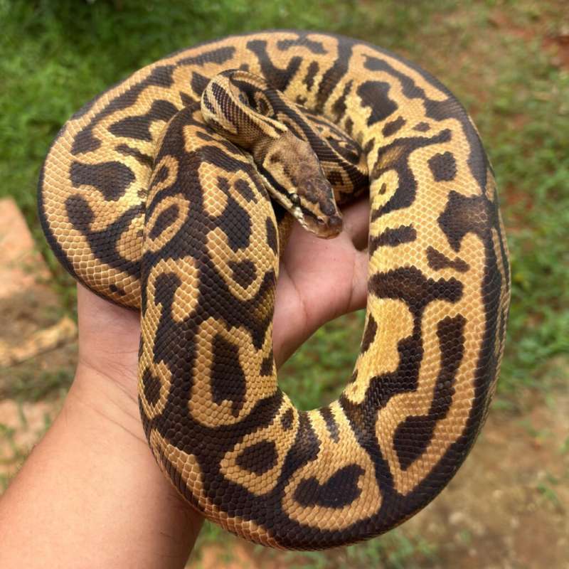 Proven Leopard Pastel YB Het Clown