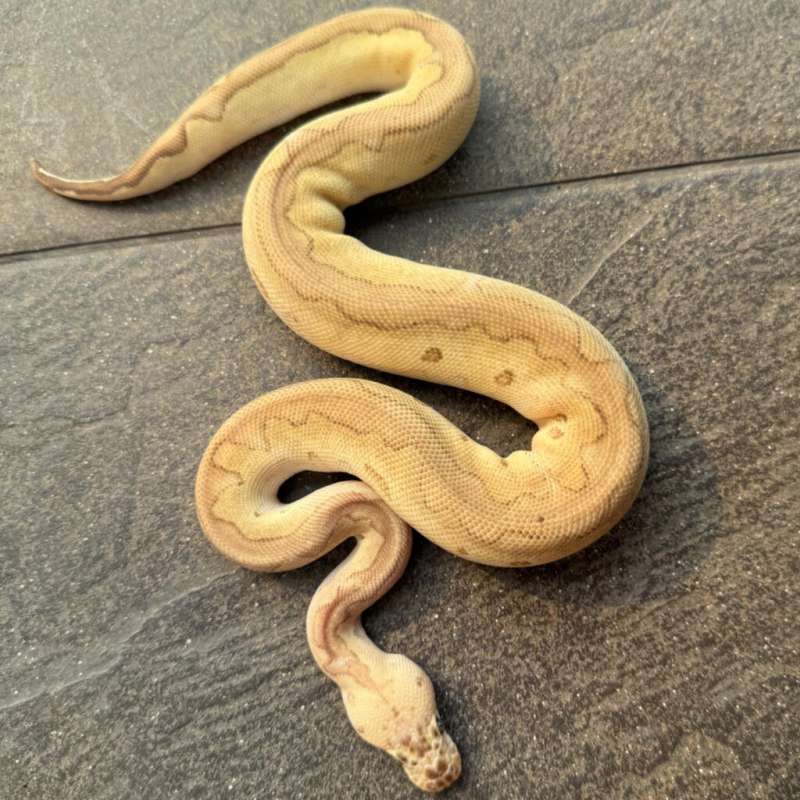 Pastel Lesser Clown Female