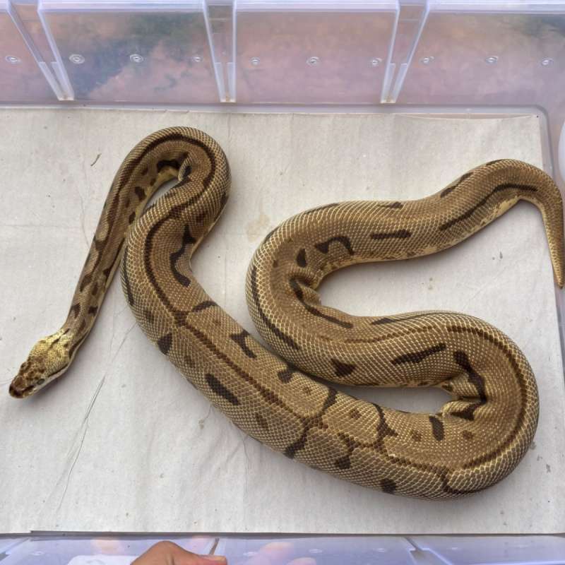 Proven Leopard Bumblebee YB Het Clown