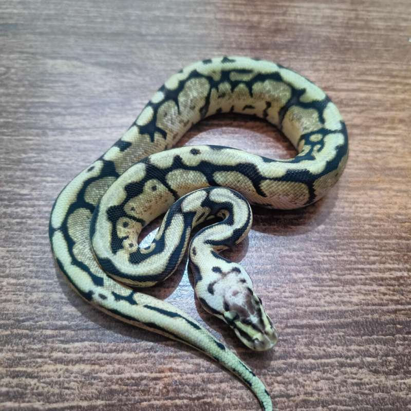 Bumblebee het pied