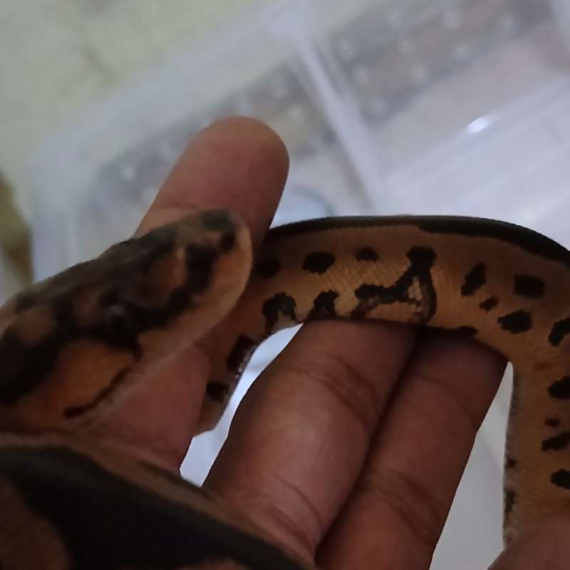 Leopard yellow belly clown