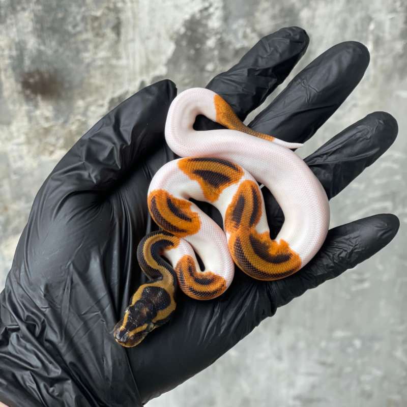 Orange Dream Leopard Pied 50% possible het G-Stripe