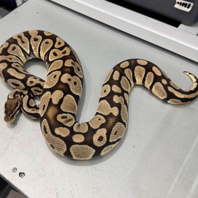 Female Pastel 100% Het DG