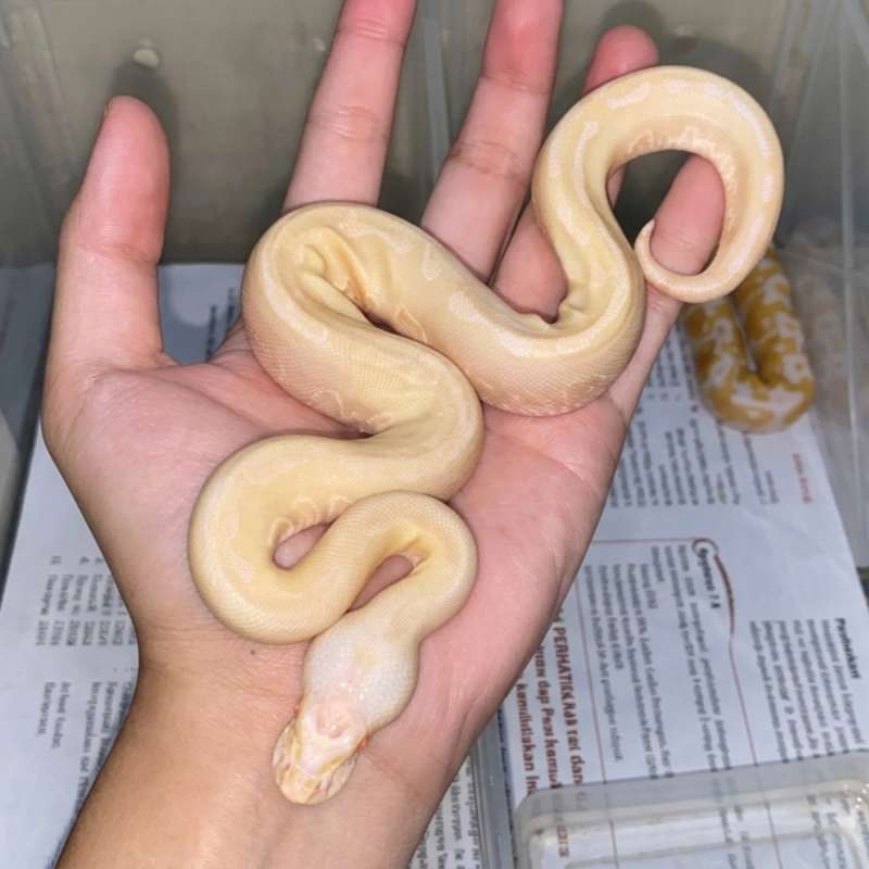 Albino Bamboo Enchi