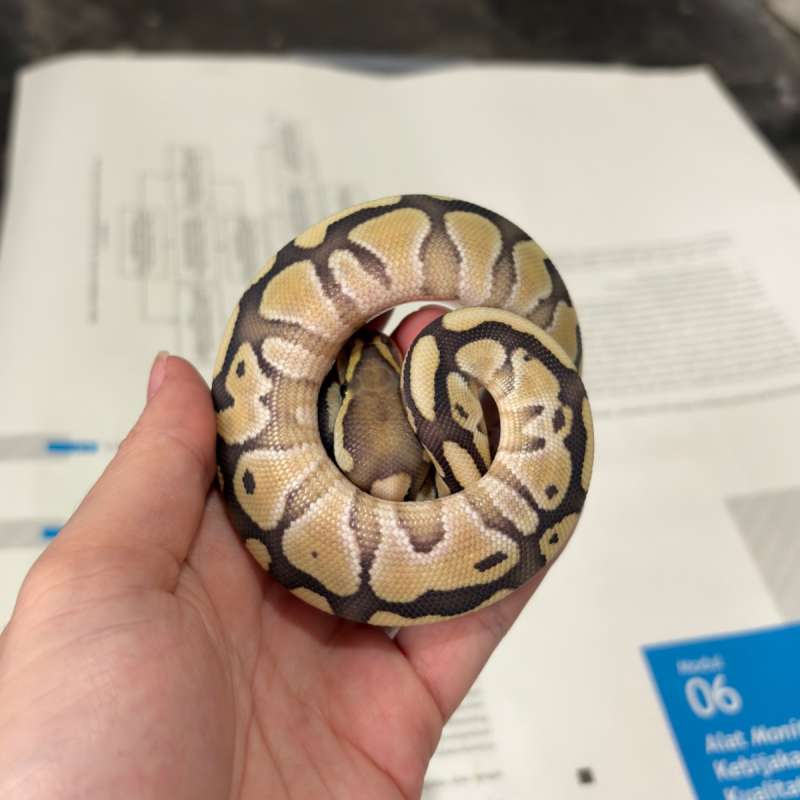 Lesser Desert Ghost (DG)