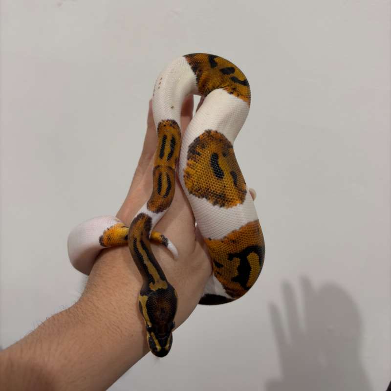 BP Black Pastel Pied ph Lavender