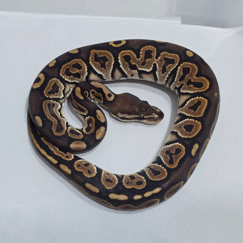 F Cinnamon het Hypo