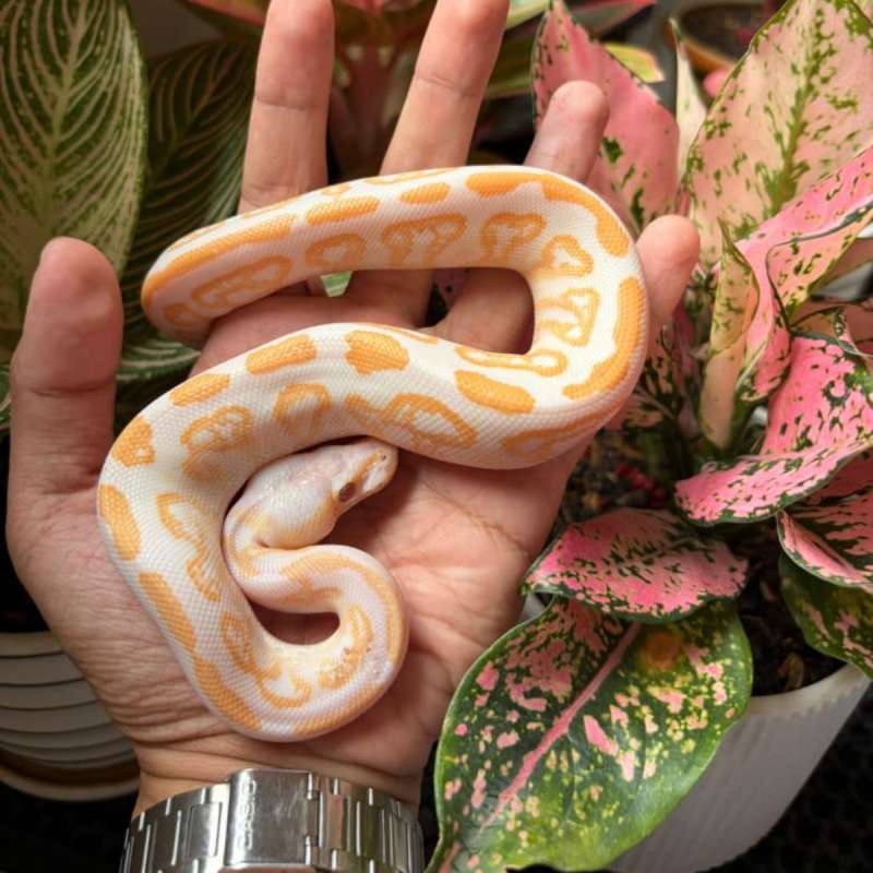 Orange Dream Blackpastel Lavender Het Pied 100% HI-Contrast