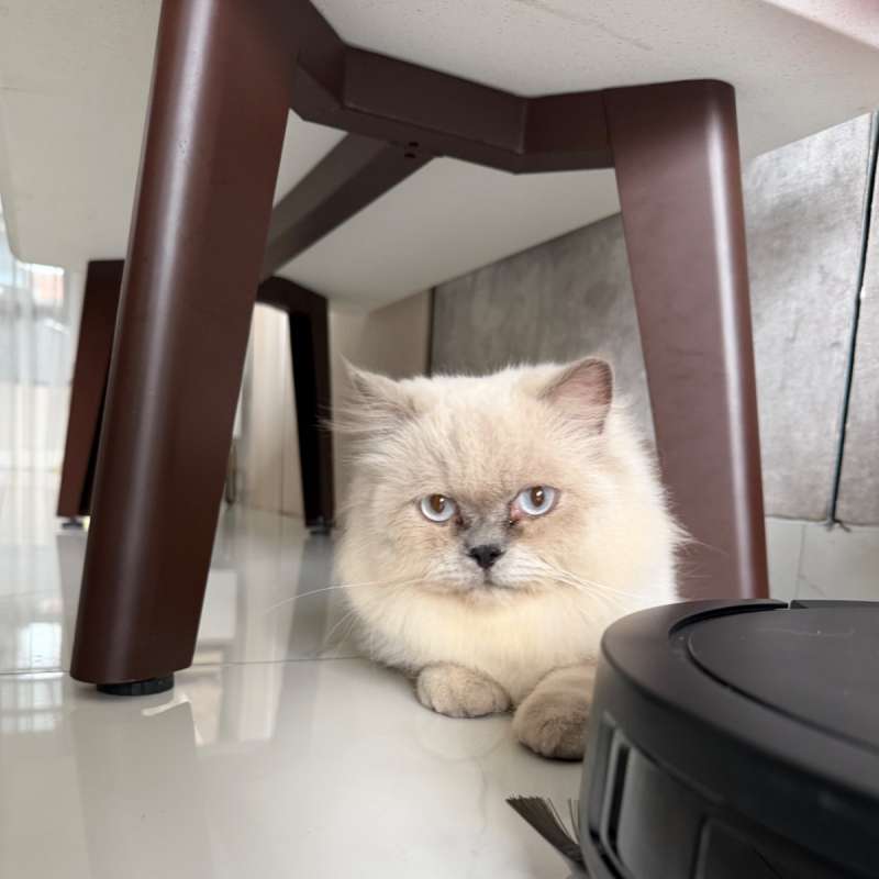 Kucing persia putih