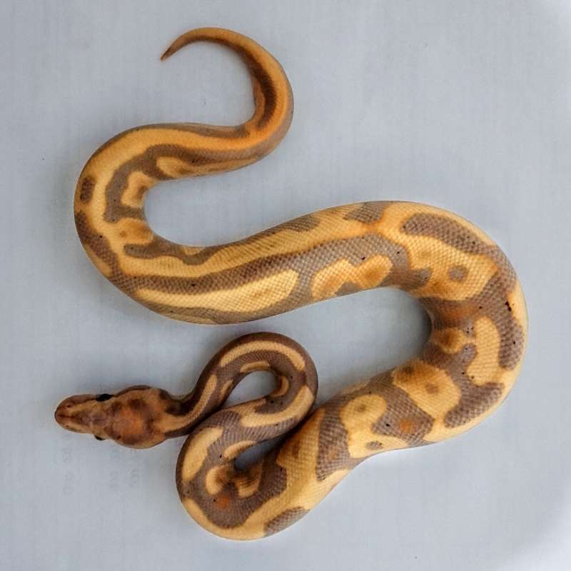 Banana Leopard