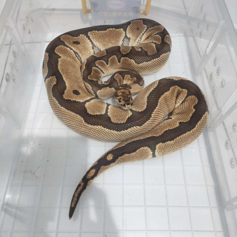 Clown Female Adult Ready to Breed