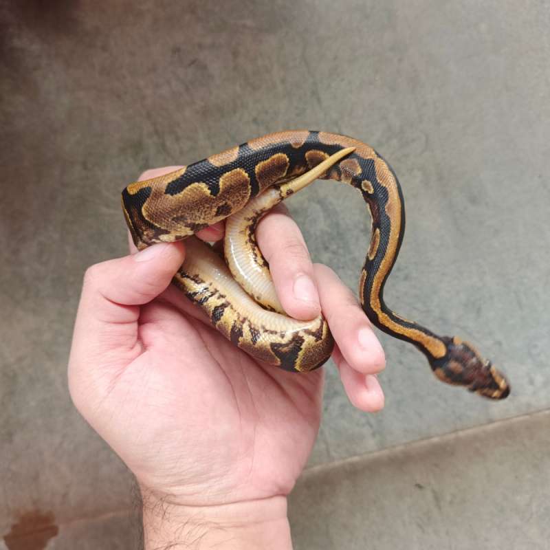 (F) Yellow Belly 66% ph Clown