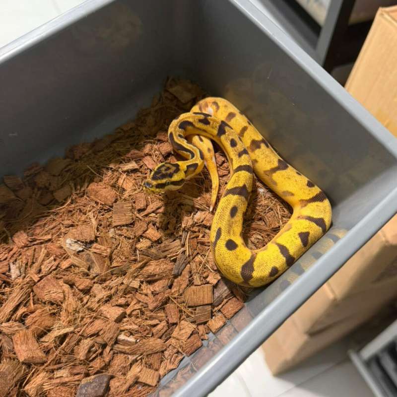 {project Rare} enchi pied 66% het DG