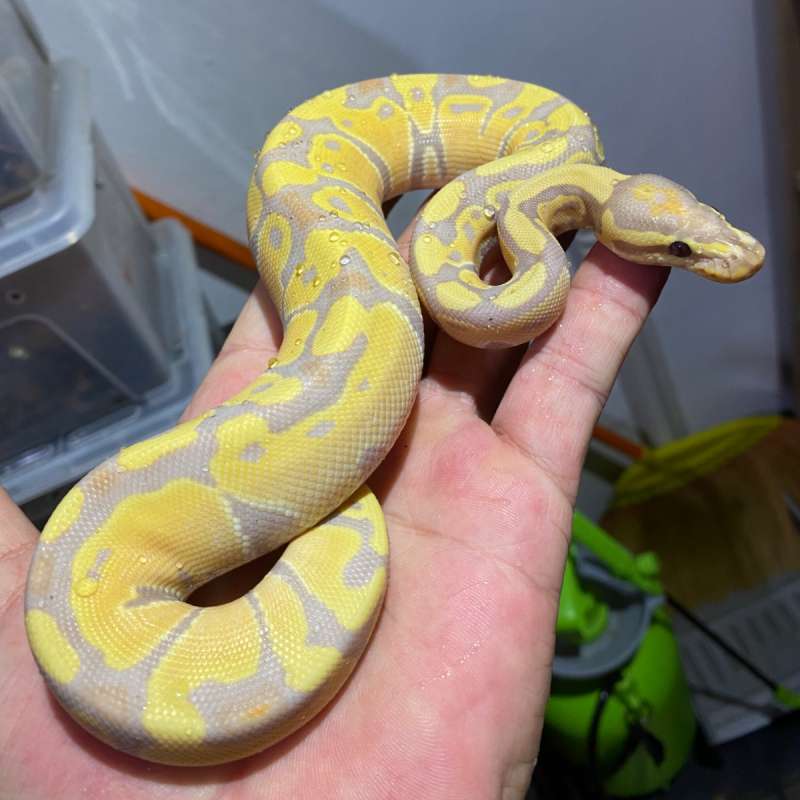 0.1 Banana 66% het clown