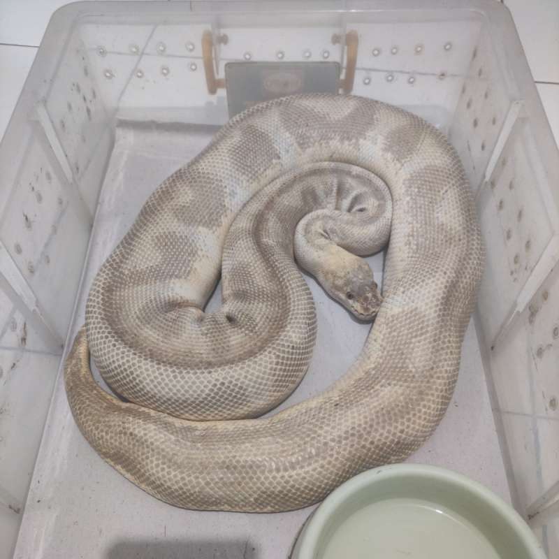 Lesser Pastel Clown Female Prooven Jumbo