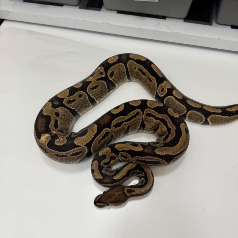 Female Normal 100% Het Tri-Stripe Proven !!!