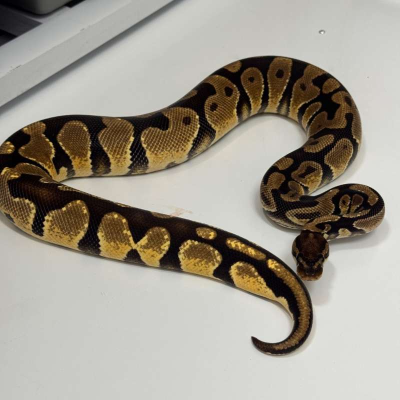 Female Orange Dream Yellow Belly Sub Adult !!!