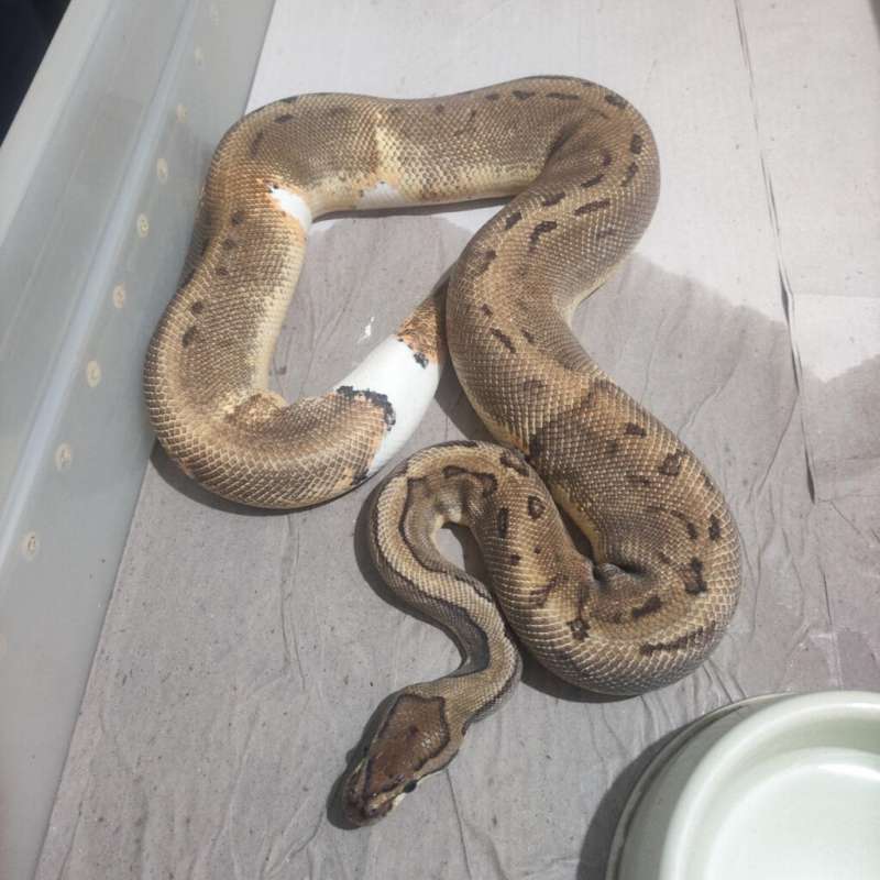 Pinstripe Pied Female Ready to Breed