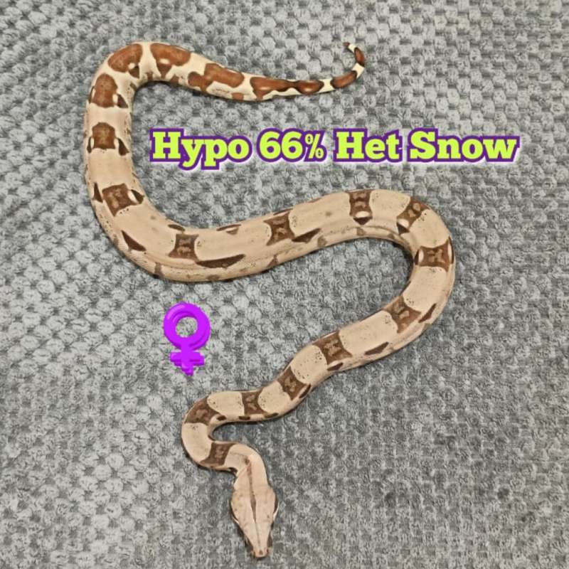 BOA Hypo Het 66% Snow