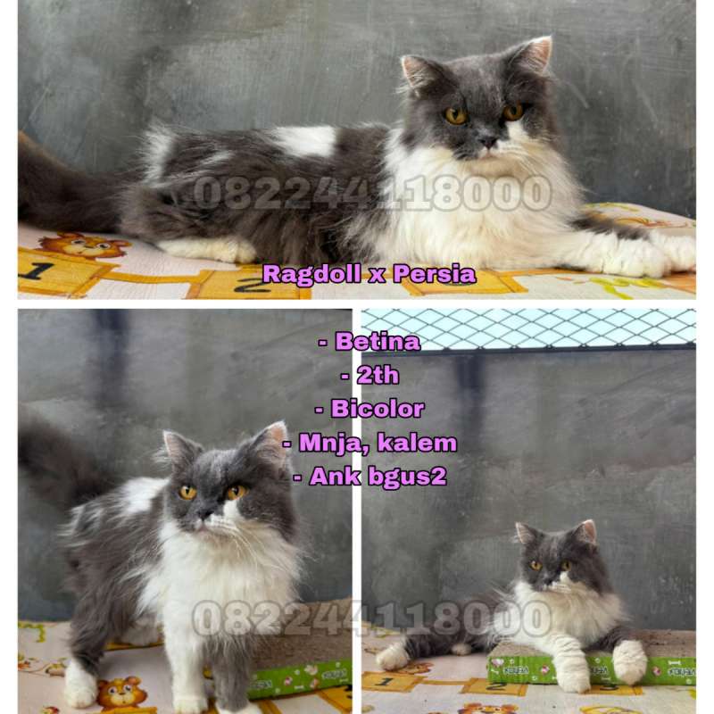 Kucing Ragdoll x Persia