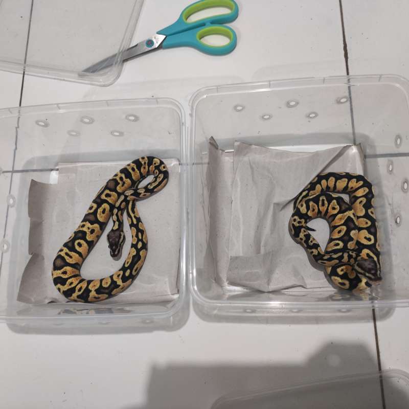 Paket Breeding Scaleless Ball Python (Pair)