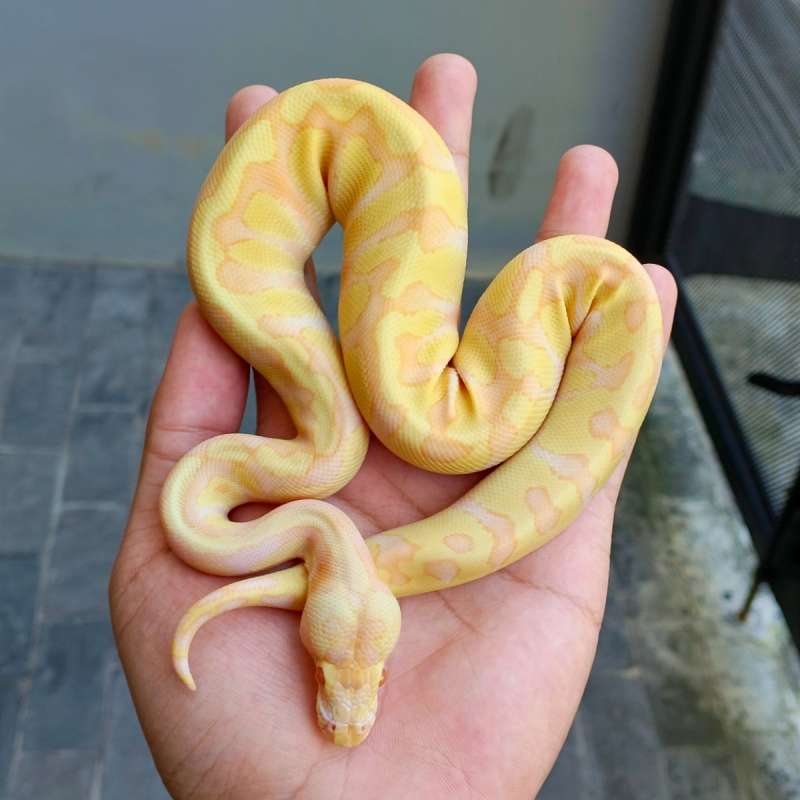 Ballpython Albino Enchi