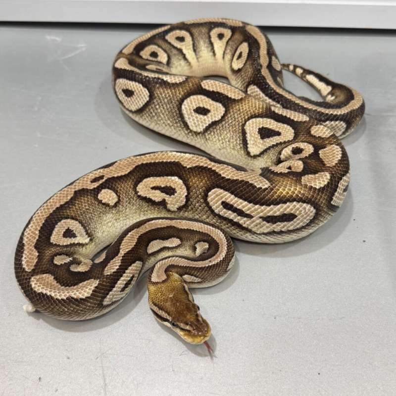 Female Proven Phantom Pastel 100% Het VPI Axanthic