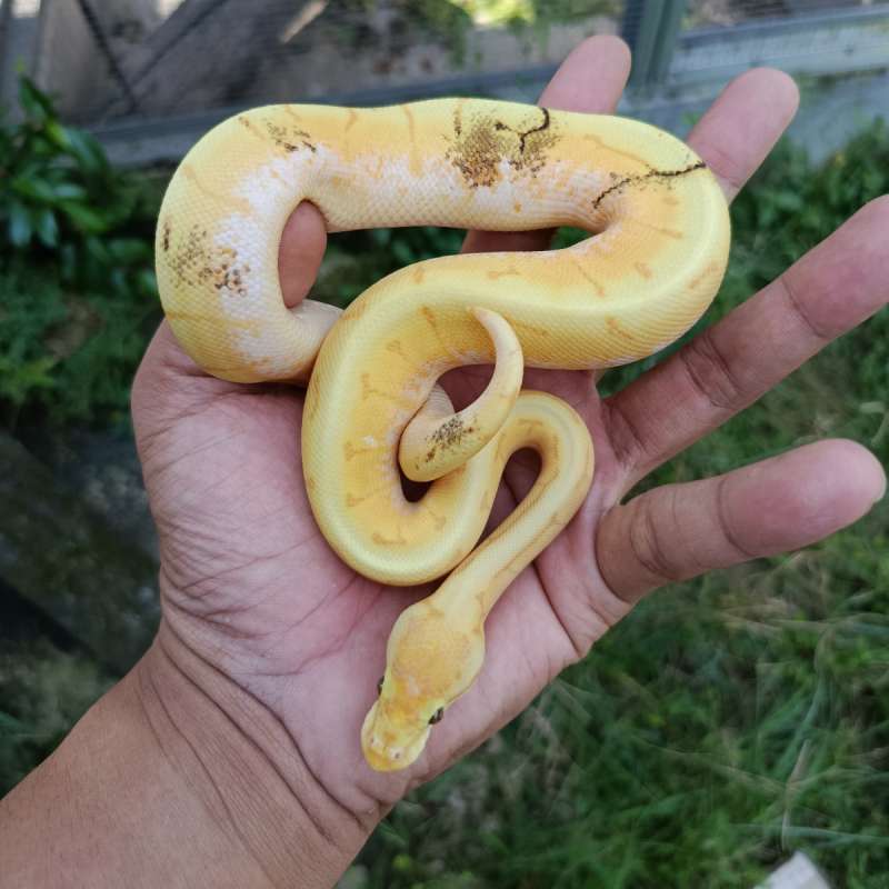 banana spiner paradox