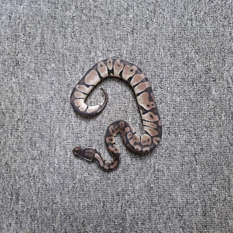 Pastel VPI Axanthic