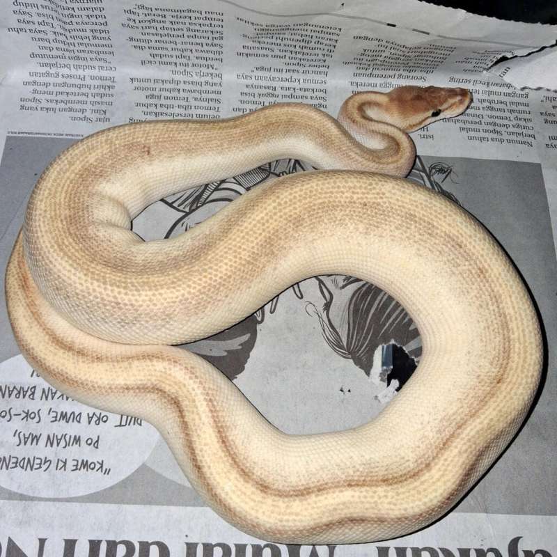 lesser orange dream genetic stripe