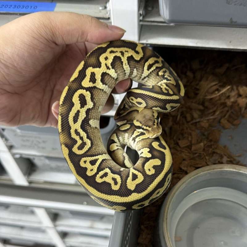 1.0 pastel hurricane mojave het clown