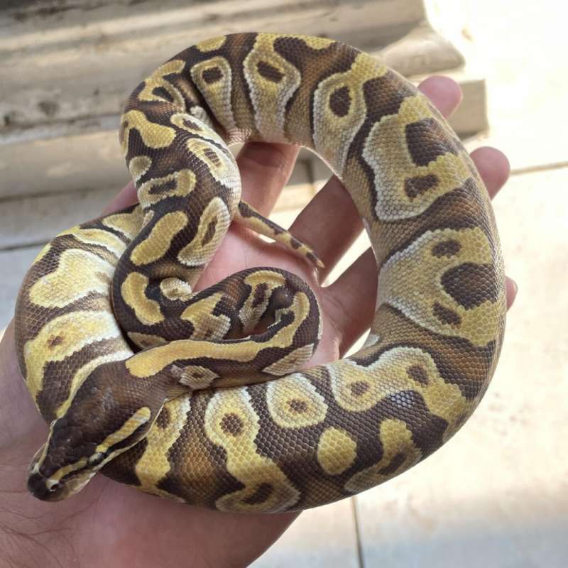Ball Phyton Mojave Enchi