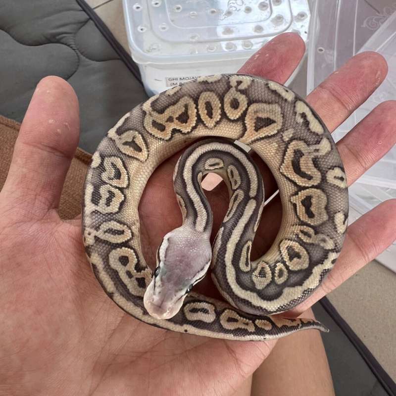 Pastel Cinnamon Hypo Female