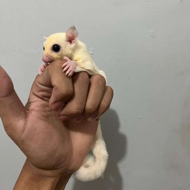 Joey Leucistic