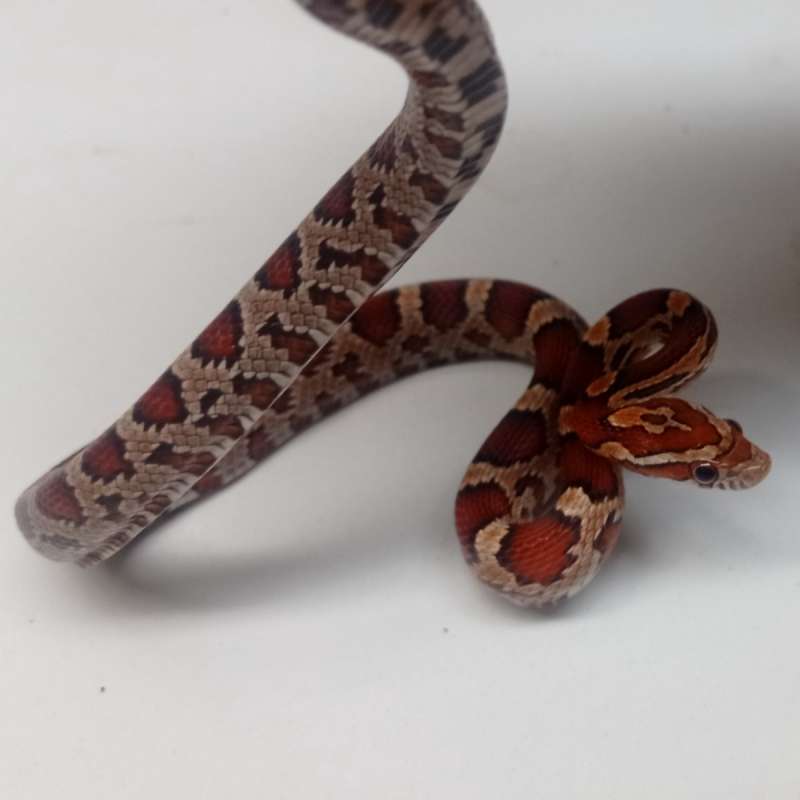 Cornsnake