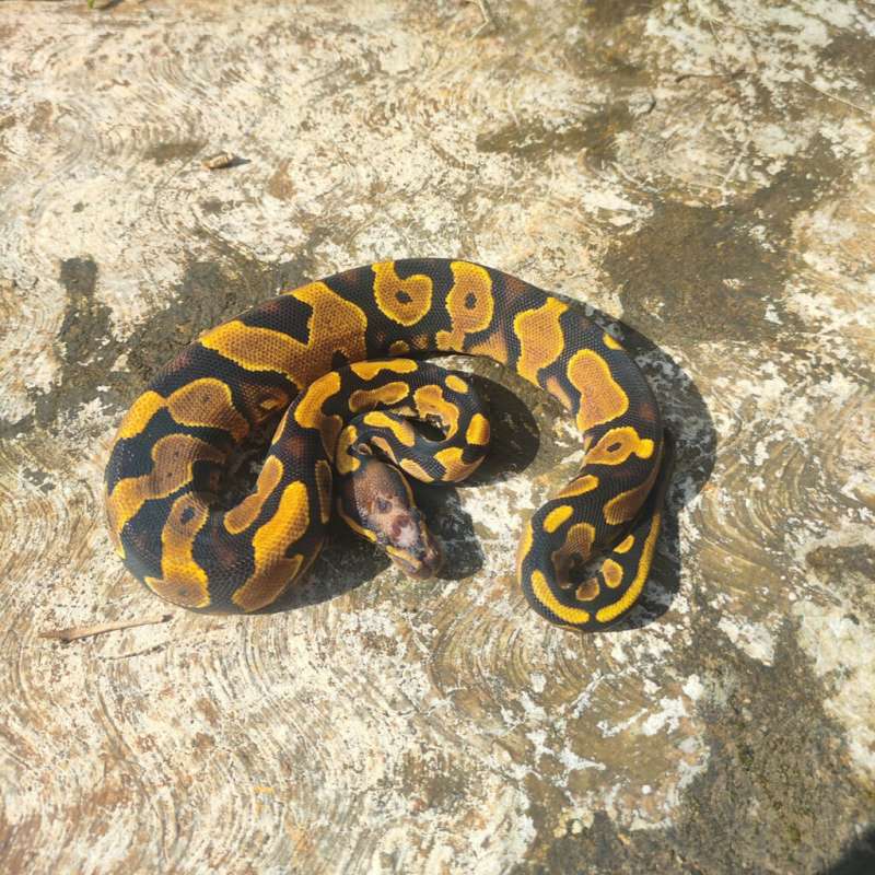 Scaleleshead Yellowbelly