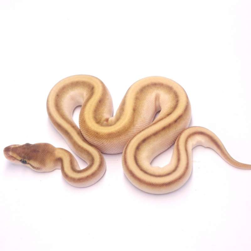 Lesser orange dream genetic stripe