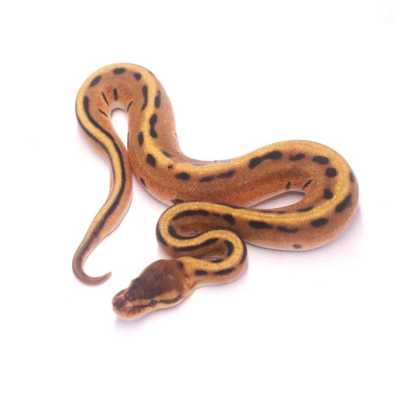 Orange dream genetic stripe