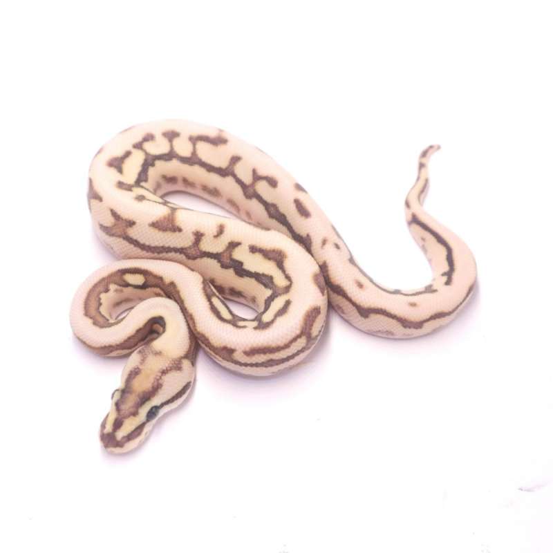 Spider fire leopard het lavender tristripe