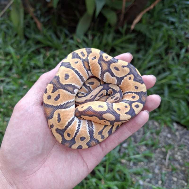 Ball Phyton - Orange Dream Hypo