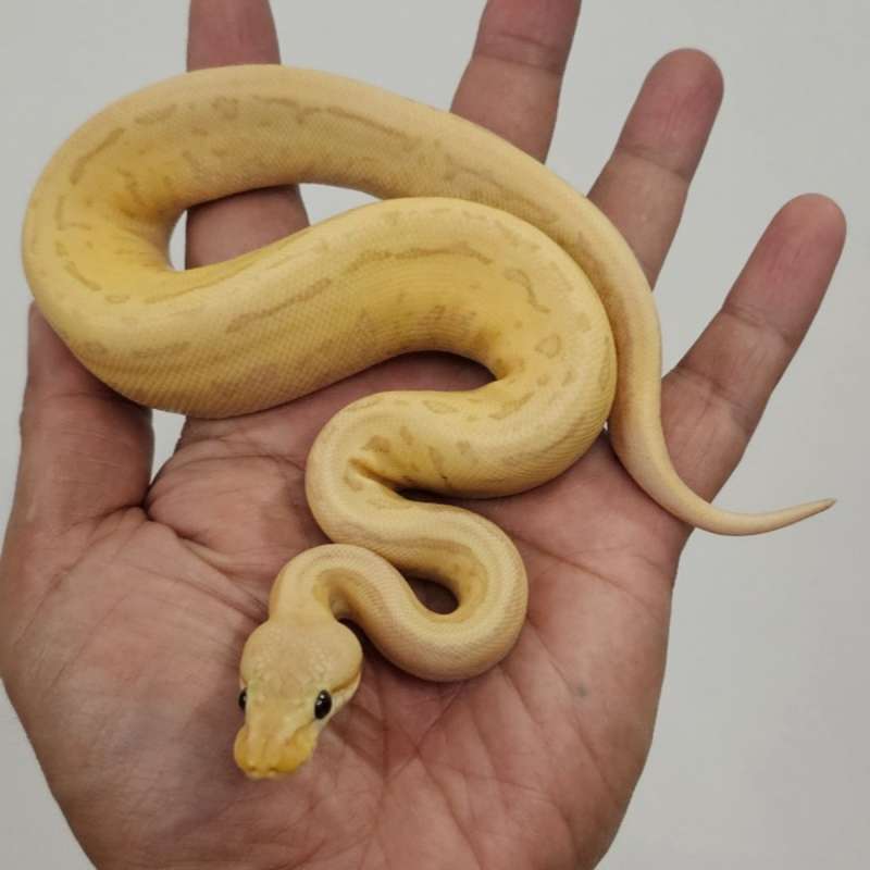 BANANA LEOPARD PINSTRIPE HET PIED