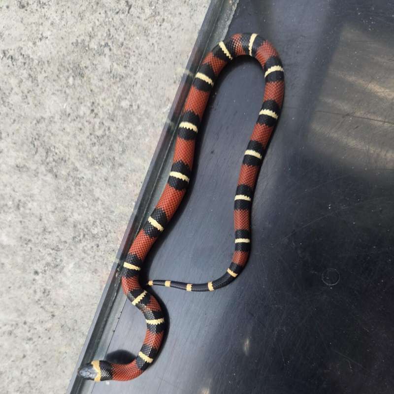 Milk Snake ph albino