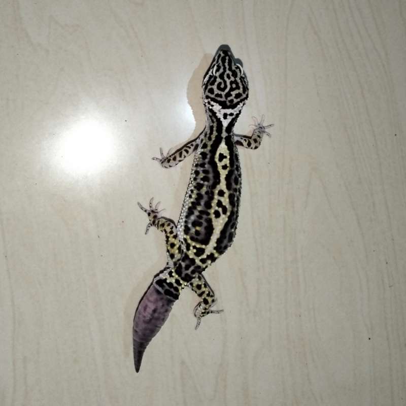 Leopard Gecko
