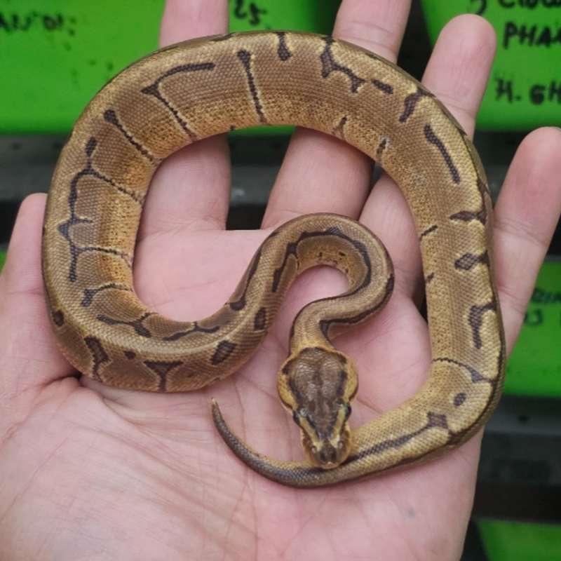 SPIDER ENCHI HET DESERT GHOST