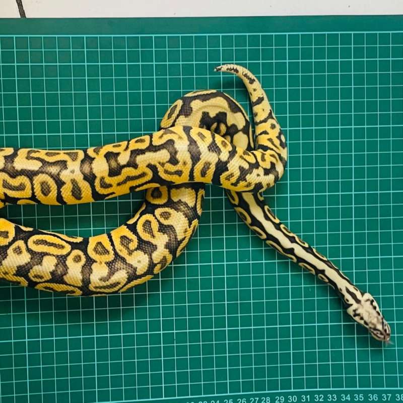 Super Pastel Spotnose
